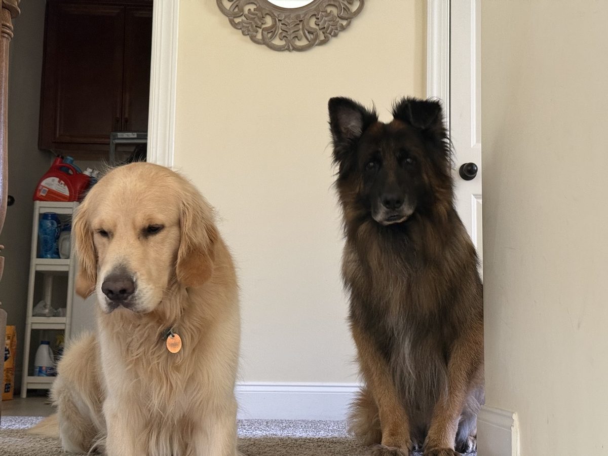 Leo and Momo sitting together