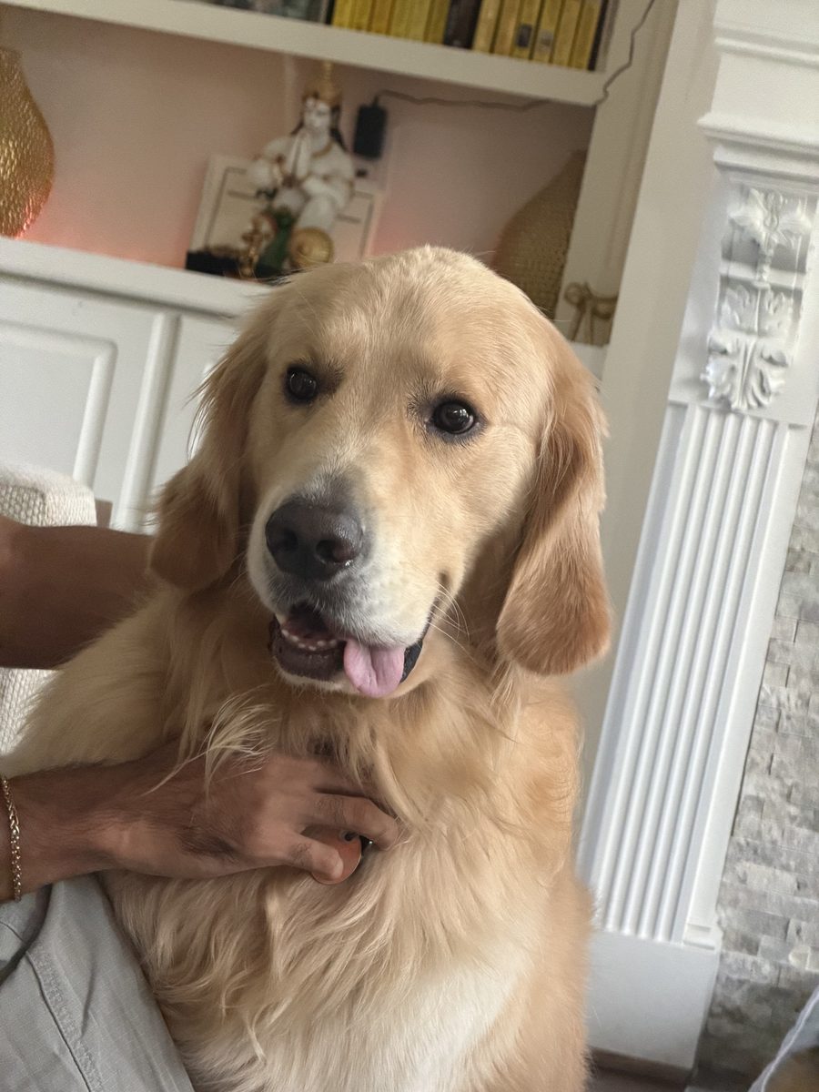 Momo the golden retriever